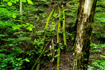 fallen trees in a ravine among ferns on which forest moss has grown