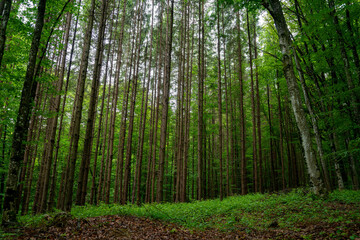 dense forest of young fir, pine trees