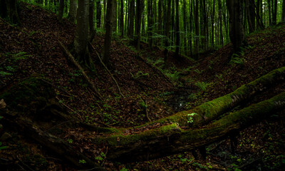 a leaf grows from a fallen tree in the forest, hope, rebirth