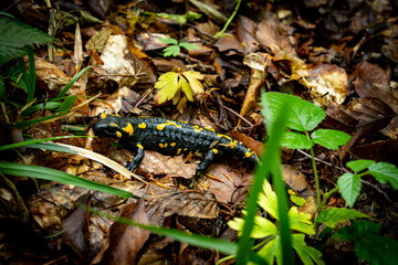 close-up salamander in the forest in its natural habitat