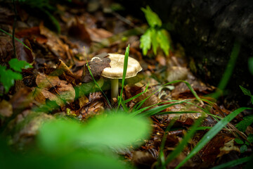 close-up mushrooms in the forest surrounded by leaves