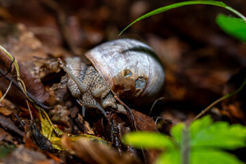 a close-up of a snail in the forest in its natural habitat