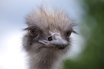 Head of a young ostrich. Looking into the camera.