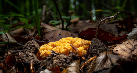 close-up ramaria mushrooms in the forest surrounded by leaves