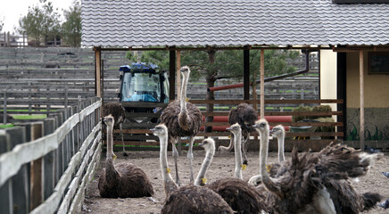 A flock of young ostriches in a pen. Ostrich farm. Selective focus.