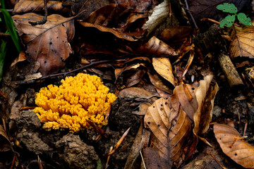 close-up ramaria mushrooms in the forest surrounded by leaves