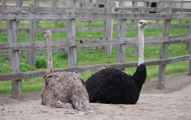 A pair of adult ostriches on an ostrich farm are sitting on the ground. Male and female.