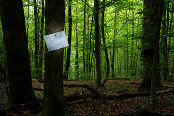 a white notice board pinned to a tree in the forest