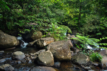 Fototapeta premium Serene Forest Stream Flowing Through Lush Greenery and Mossy Rocks