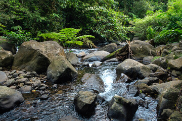 Serene Forest Stream with Lush Greenery and Rocks Flowing Gently Through Nature