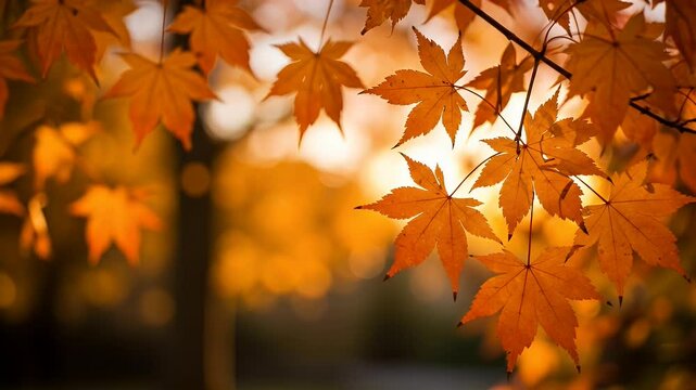 Orange maple leaves arranged in autumn style.