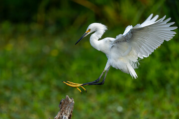 A snowy egret landing on a tree stump in a pond