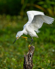 A snowy egret scratching while perched on a tree stump