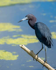 A little blue heron perched near a pond