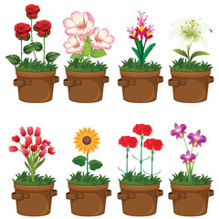 silhouette of a colorful flowers in pot