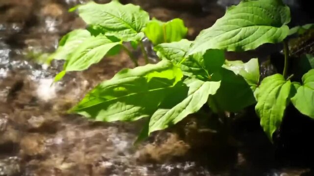 Serene Stream and Lush Green Leaves in Slow Motion