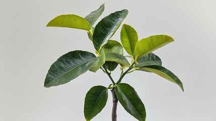 Obraz premium Close-up of a young citrus plant with vibrant green leaves against a plain light gray background