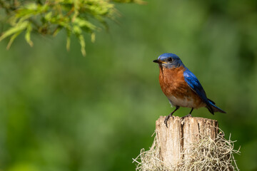 A male bluebird perched on a fence post