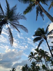 Tropical palm trees against blue sky with clouds summer vacation travel destination caribbean islands