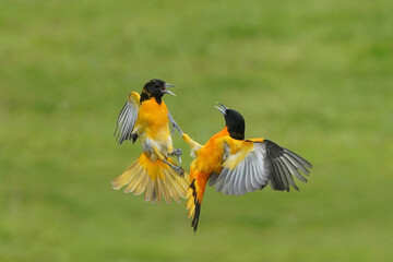 Baltimore Orioles fighting and flying in summer day against lawn
