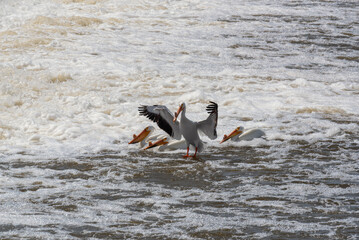 American White Pelicans Fishing And Flying At The Dam And Rapids On Fox River At De Pere, Wisconsin