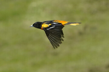 Baltimore Orioles fighting and flying in summer day against lawn