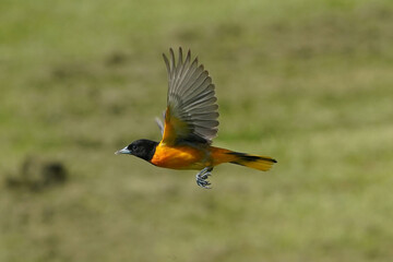 Baltimore Orioles fighting and flying in summer day against lawn