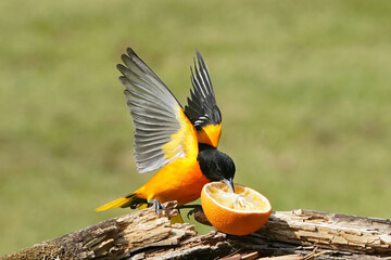 Baltimore Orioles fighting and flying in summer day against lawn