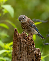 A fledgling bluebird perched on a tree stump