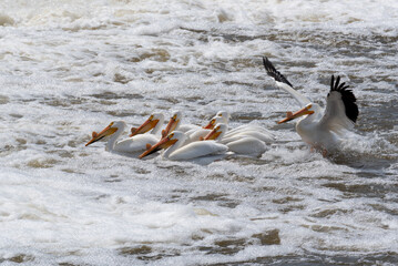 Naklejka premium American White Pelicans Fishing And Flying At The Dam And Rapids On Fox River At De Pere, Wisconsin
