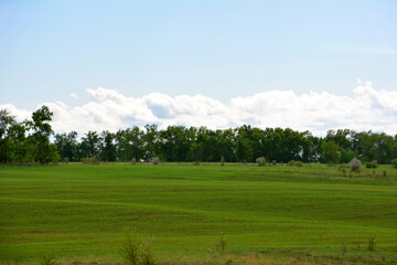 A green grassy field with trees and clouds under a bright blue sky wallpaper