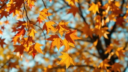 Obraz premium Golden Autumn Leaves on a Branch in Sunlight