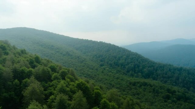 Aerial drone footage of a lush mountain forest. Green forest on a hill against a cloudy sky on a warm summer day.