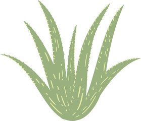aloe vera, plant