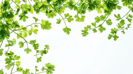 Fresh green parsley sprigs against a white background