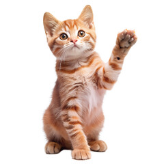 Obraz premium A curious ginger tabby kitten standing on its hind legs, reaching up with one paw