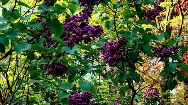 Lilac is blooming in our garden. Close-up photo