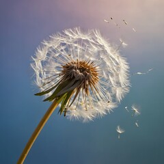 Dandelion losing seeds in gentle breeze, low angle view with a soft pastel sky background.