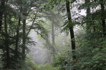 a foggy Moment in a mixed Forest