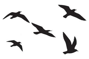 A vector illustration shows a black silhouette set of flying seagulls, wild birds of the sea in nature
