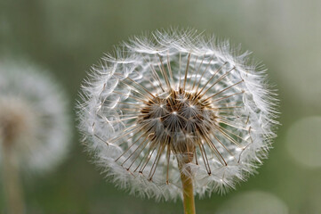 Close-Up of White Dandelion Seed Head with Soft Blurred Background – Delicate Nature Detail"