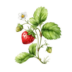A strawberry plant blooms with green leaves and ripe red berry fruit.