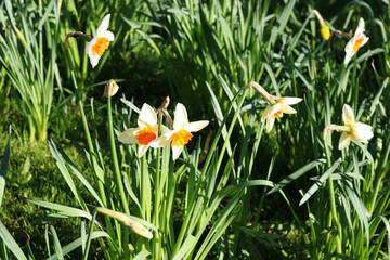 daffodils in grass
