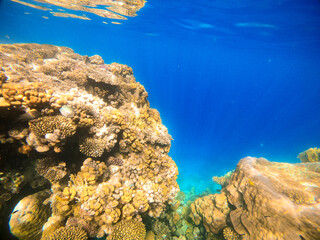 Underwater view of coral reef and tropical fish against the backdrop of deep blue sea. Red Sea
