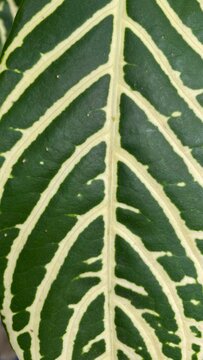 Sanchezia plant