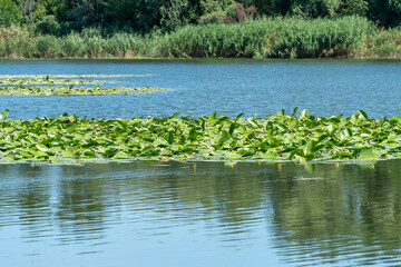 Slowly flowing river is overgrown with yellow water lilies. Ecological problem shallow and...
