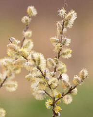 willow branch in spring