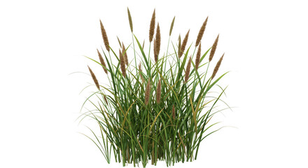 Clump of reeds and grass isolated on transparent background