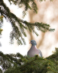 bird on a tree
