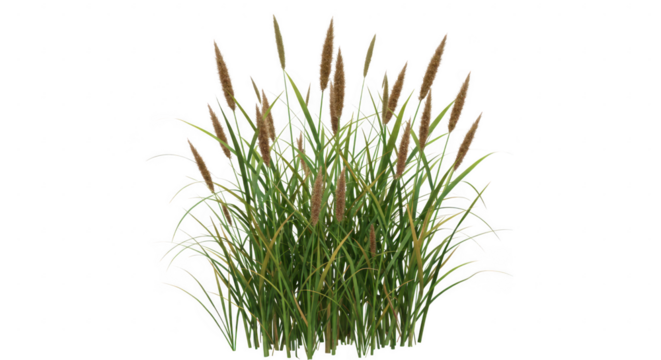 Clump of reeds and grass isolated on transparent background